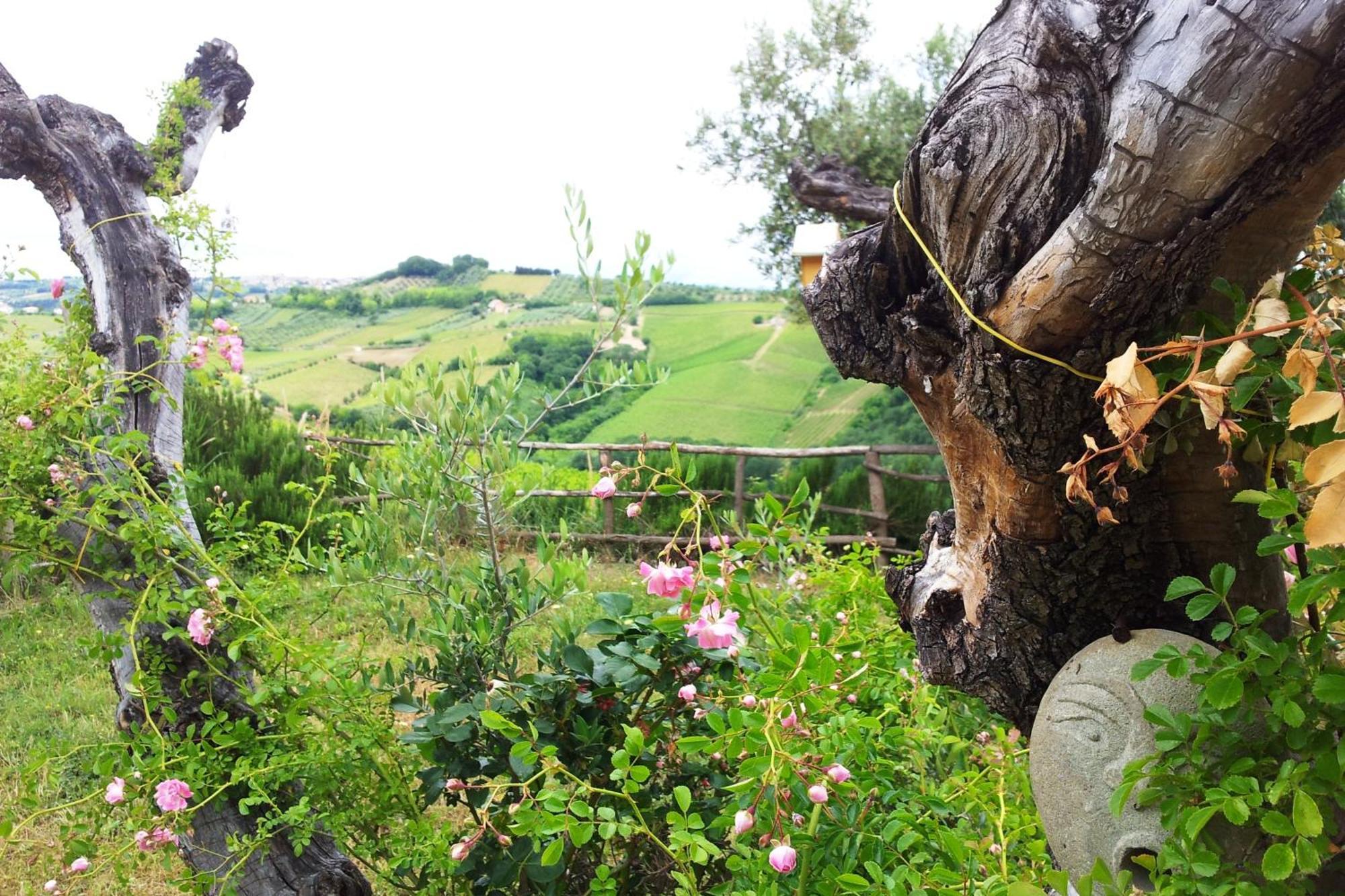 Agriturismo Campoletizia Miglianico Εξωτερικό φωτογραφία